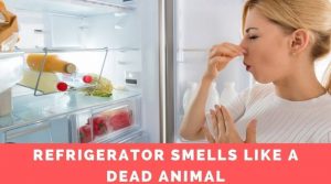 Refrigerator smells like a dead animal