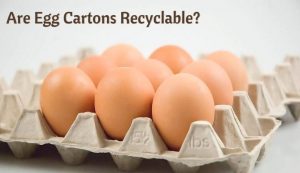 Are Egg Cartons Recyclable